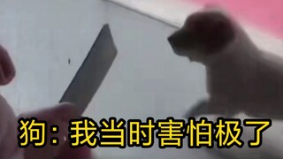 الكلب: كنت خائفًا جدًا في ذلك الوقت