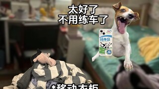 当代大学生回家现状#猫meme小剧场#练车#大学生#砂糖橘#搞笑