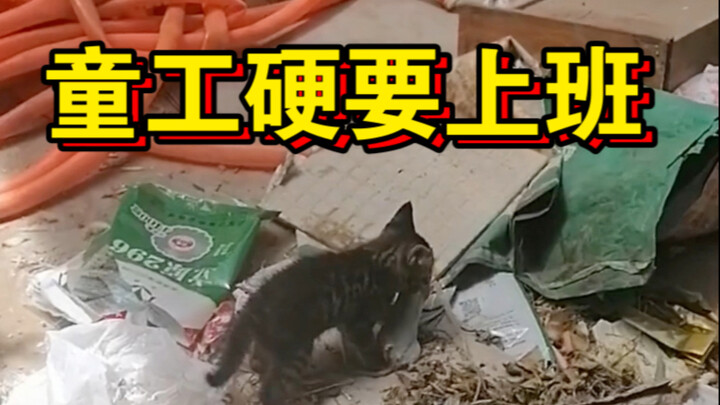 The little tabby cat started working before being weaned