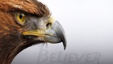 [Potongan campuran burung raptor | Elang, elang, dan burung hantu] Believer (film burung liar)