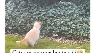 yes amazing