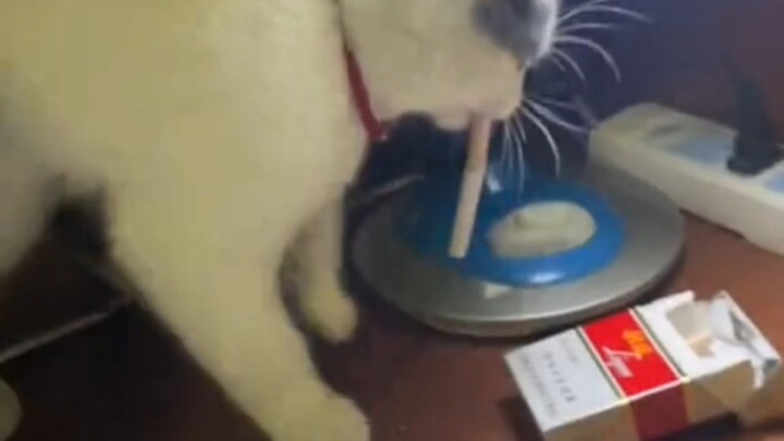 “Some cats have already begun to take on human form.”