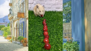CUTE PET #น่ารัก&ตลก #5555+