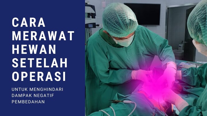 Cara merawat hewan anjing dan kucing setelah operasi (pembedahan)