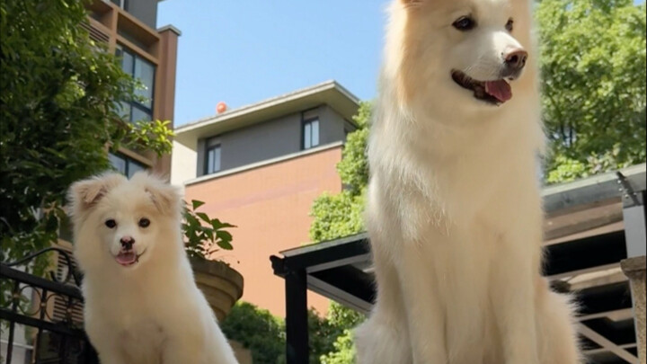 We’ve finally waited for the day to bathe Little Sheep—the cover is literally copy-pasted!