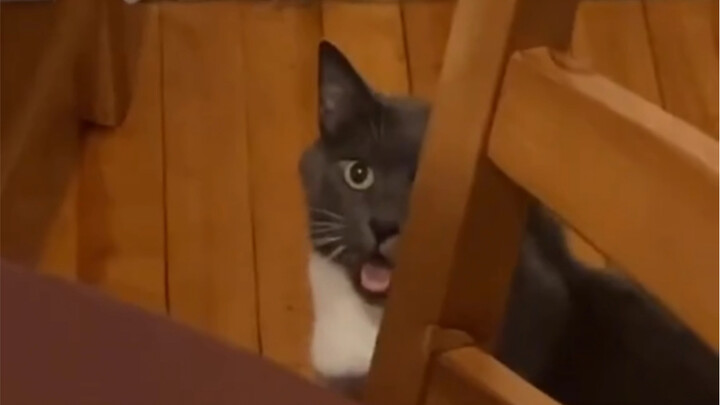 Con mèo nhà tôi có thính giác tuyệt đối!