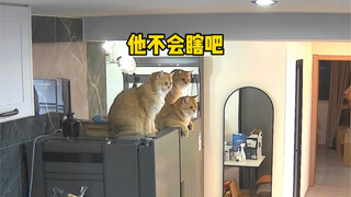 养猫人一定会经历的灵异瞬间