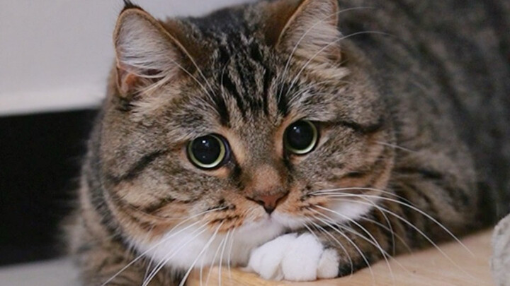 มังคุดหัวกลมตาโต