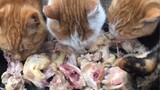 [Kucing] Kerja Seharian Hingga Lupa Memberi Makan Babi!