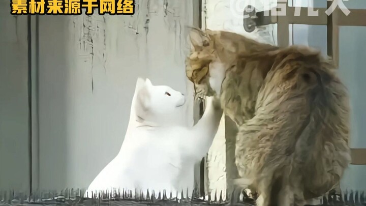 Tabby cat: Whether it’s love, I don’t know; all I know is that hate outlasts love.