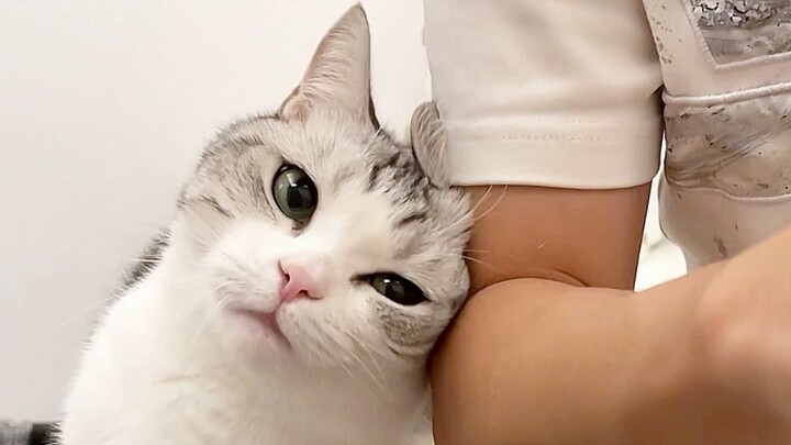 All the cats who know how to act cute are mine!