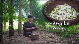 Thu Hoạch Măng Rừng, Măng Le Về Nấu Bữa Ăn Bình Dị | to the bamboo shoot harvest season