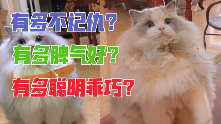 ใครที่เคยเห็นแมวของฉันต่างพูดว่า “แมวแบบนี้มีแต่ในจินตนาการเท่านั้น”