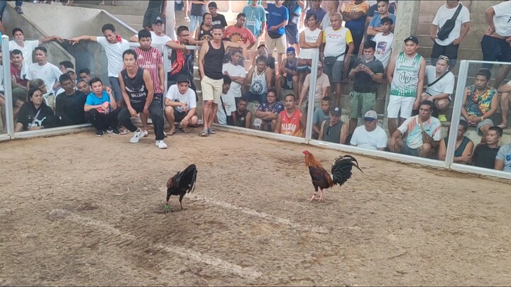 Berdugo Blueface Hatch x Legolas Bruce Barnett Sweater