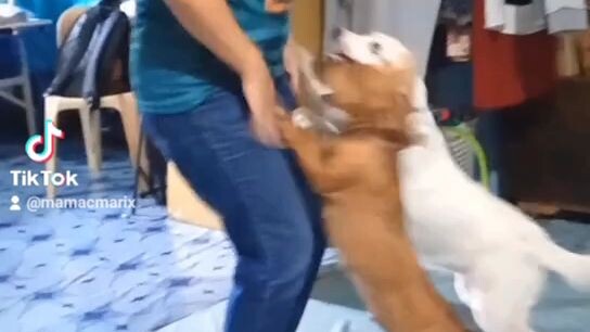 lambing moment with mommy nila❤️