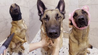 Rutinitas mandi si Malinois yang tampan~