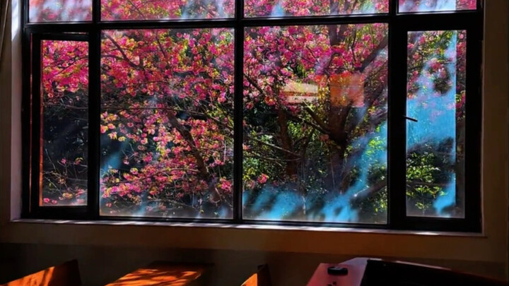“Dưới ánh nắng, ngược xuôi giữa mùa xuân～”