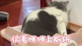 偷看小猫咪上厕所