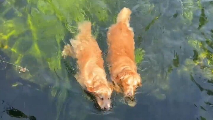 A golden retriever floats on green waters, its paws stirring the clear ripples.