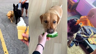 狗狗：就咬一口 问题不大
