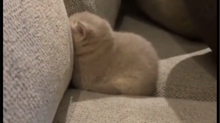 “Tức giận rồi”