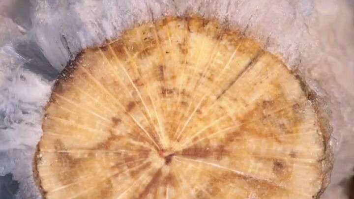 ES INI TUMBUH SEPERTI RAMBUT?!
