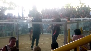 easy win. mga boss bulua arena!!