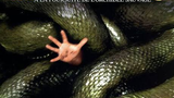 ANACONDAS THE HUNT FOR THE BLOOD ORCHID (2004)
