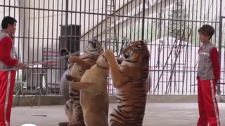 احتجاج على عروض الحيتان القاتلة: تمرد صامت من حيوانات عالية الذكاء ضد حياة الأسر