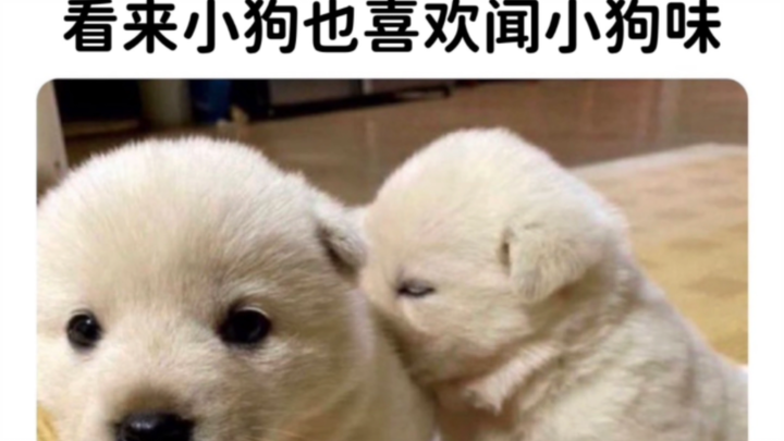 [Dog Meme] Fluffy Big Cutie 3