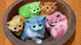 Video Kucing Lucu Banget Bikin Ngakak #47 | Kucing dan Anjing | Kucing Lucu Imut