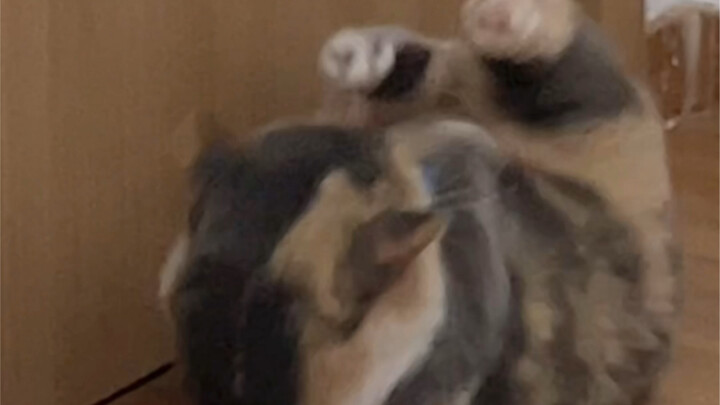 Tapi si kucing kecil Xiao Mei itu lucu banget!