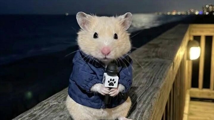 Little Hamster Poko Reports from Under the Starry Sky: Artemis 2