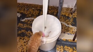 《Mèo con làm mất mặt lớn》