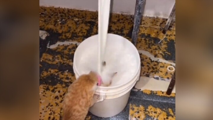 "Little Meow Meow Loses Face"