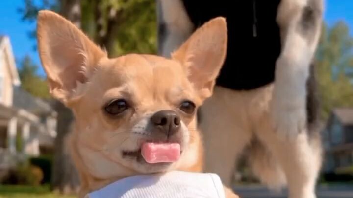 funny dogs 😅