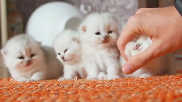 The owner takes the kittens out to play with them, and the mother cat, worried, carries them all bac