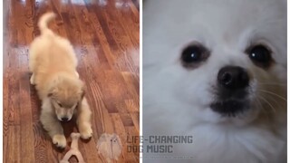 Ghost but Dogs Sung It (Dogs Version Cover)