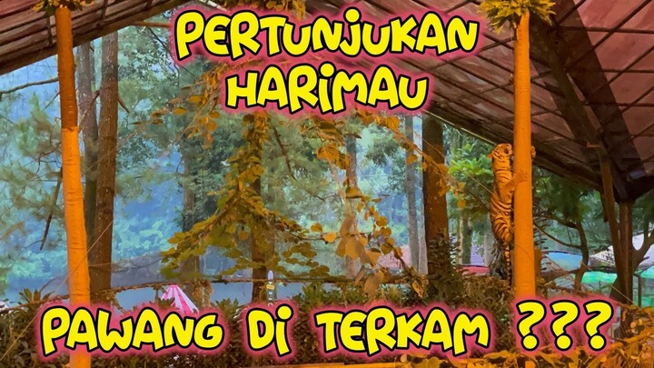 PERTUNJUKAN HARIMAU TAMAN SAFARI || PAWANG DI TERKAM???