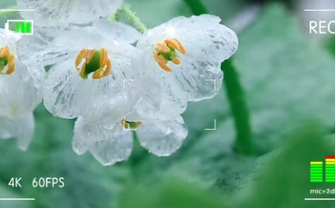 有幸拍到了雨后透明的山荷叶花 快分享给你最最最重要的人一起来看！ 治愈系风景