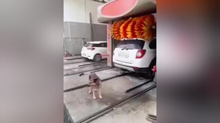 Dog washing machine or car washing 🙃😆🥲 Mấy khi được xài ké dịch vụ 😂xuhuong chókhôn car ruaxe vcars