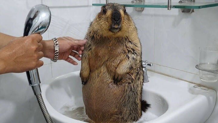 Bathing the Groundhog #2