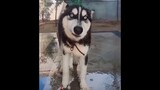 Dog: You Don't Know What It Means to Be a Cool Dog!