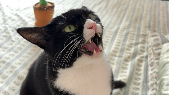 เมื่อฉันจงใจให้ต้นกระบองเพชรพูดเหมือนแมวคาวบอย