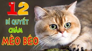 12 Bí quyết chăm mèo anh lông ngắn béo mập