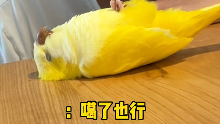 Seberapa berat sebelah sih burung kecil ini?