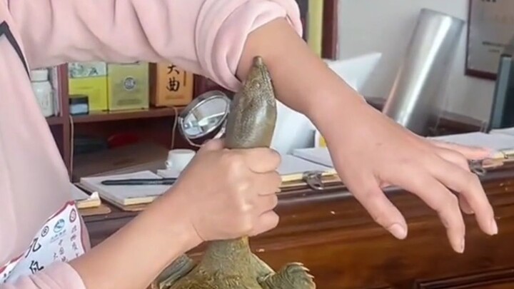 If you get bitten by a turtle, how do you make it let go?