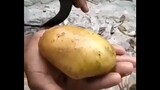 Ternyata memotong kentang sangat mudah