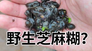 又到了野生芝麻糊泛滥的时候，夹你夹你夹你！！