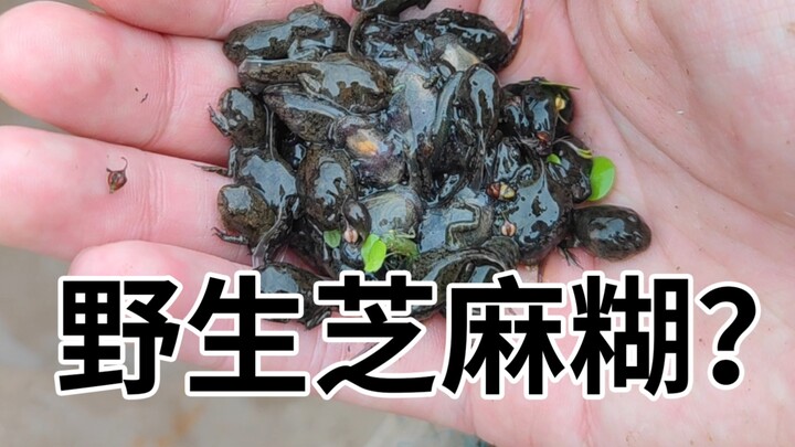 It’s time for wild sesame paste to flood the market again, pinch you pinch you pinch you!!